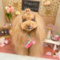 【本店】2022年2月7日のワンちゃん達♪