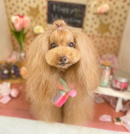 【本店】2022年2月7日のワンちゃん達♪