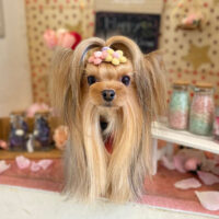 【本店】2022年2月12日のワンちゃん達♪