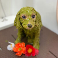 【本店】2022年2月14日のワンちゃん達♪