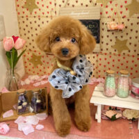 【本店】2022年2月18日のワンちゃん達♪