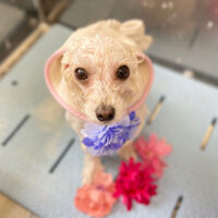 【本店】2022年2月19日のワンちゃん達♪