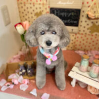 【本店】2022年2月20日のワンちゃん達♪