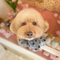 【本店】2022年2月24日のワンちゃん達♪