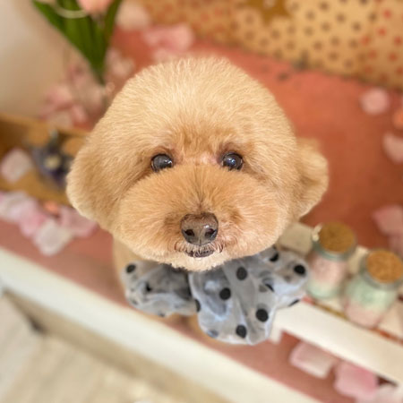 【本店】2022年2月24日のワンちゃん達♪