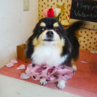 【本店】2022年2月5日のワンちゃん達♪