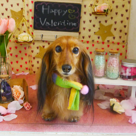 【本店】2022年2月10日のワンちゃん達♪