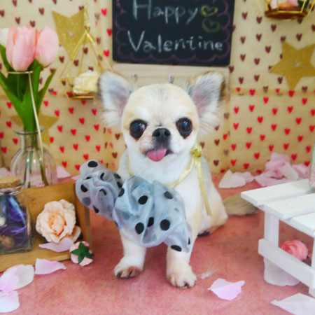 【本店】2022年2月11日のワンちゃん達♪