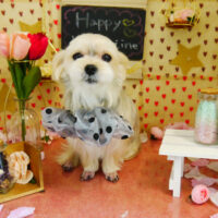 【本店】2022年2月13日のワンちゃん達♪