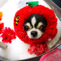 【本店】2022年2月17日のワンちゃん達♪