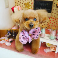 【本店】2022年2月21日のワンちゃん達♪