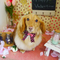 【本店】2022年2月23日のワンちゃん達♪