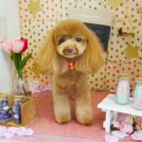 【本店】2022年2月25日のワンちゃん達♪