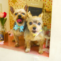 【本店】2022年2月26日のワンちゃん達♪