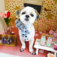 【本店】2022年2月27日のワンちゃん達♪