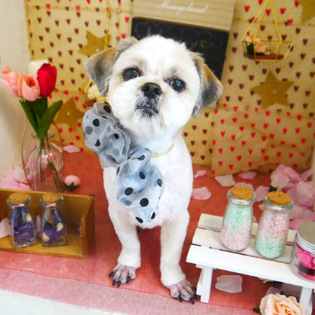 【本店】2022年2月27日のワンちゃん達♪