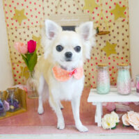 【本店】2022年2月28日のワンちゃん達♪