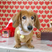 【山手店】2022年2月3日のワンちゃん達♪