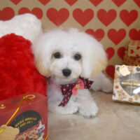 【山手店】2022年2月5日のワンちゃん達♪