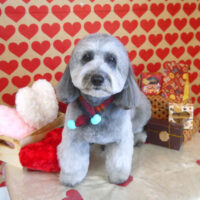 【山手店】2022年2月6日のワンちゃん達♪