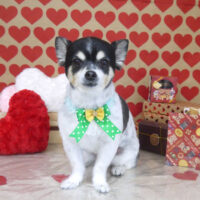 【山手店】2022年2月7日のワンちゃん達♪