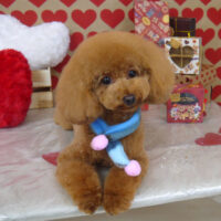 【山手店】2022年2月11日のワンちゃん達♪