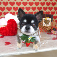 【山手店】2022年2月12日のワンちゃん達♪