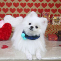 【山手店】2022年2月13日のワンちゃん達♪