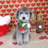 【山手店】2022年2月17日のワンちゃん達♪