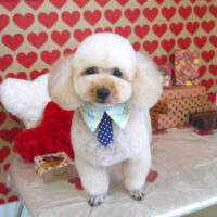 【山手店】2022年2月20日のワンちゃん達♪