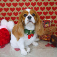 【山手店】2022年2月21日のワンちゃん達♪