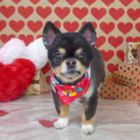 【山手店】2022年2月23日のワンちゃん達♪