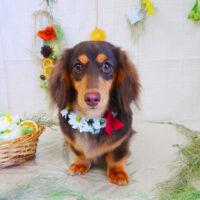 【山手店】2022年2月24日のワンちゃん達♪