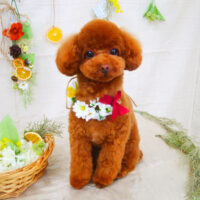 【山手店】2022年2月25日のワンちゃん達♪