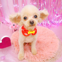 【池下店】2022年2月3日のワンちゃん達♪