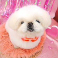 【池下店】2022年2月4日のワンちゃん達♪