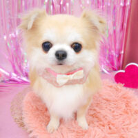 【池下店】2022年2月5日のワンちゃん達♪