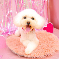 【池下店】2022年2月6日のワンちゃん達♪