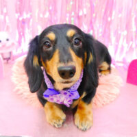 【池下店】2022年2月7日のワンちゃん達♪