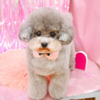 【池下店】2022年2月10日のワンちゃん達♪