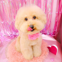 【池下店】2022年2月11日のワンちゃん達♪