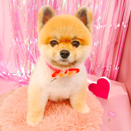 【池下店】2022年2月12日のワンちゃん達♪