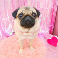 【池下店】2022年2月13日のワンちゃん達♪