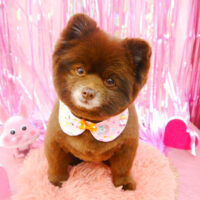 【池下店】2022年2月14日のワンちゃん達♪