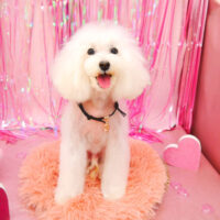 【池下店】2022年2月17日のワンちゃん達♪