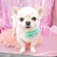 【池下店】2022年2月18日のワンちゃん達♪