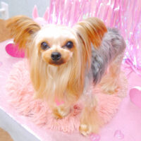 【池下店】2022年2月19日のワンちゃん達♪