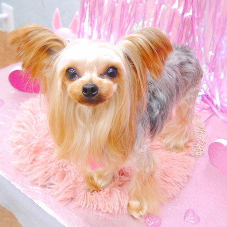 【池下店】2022年2月19日のワンちゃん達♪