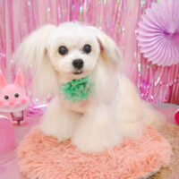 【池下店】2022年2月20日のワンちゃん達♪