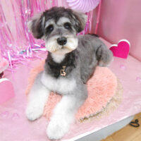 【池下店】2022年2月21日のワンちゃん達♪